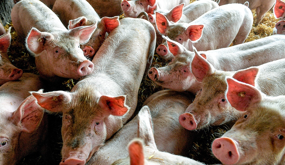 U Srbiji do danas potvrđeno 1.637 slučajeva afričke kuge svinja 1