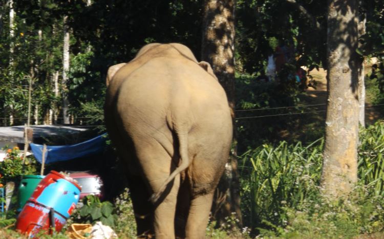 An elephant eating waste food