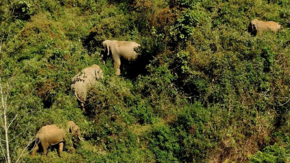 A group of elephants in the Nilgiri Biosphere Reserve