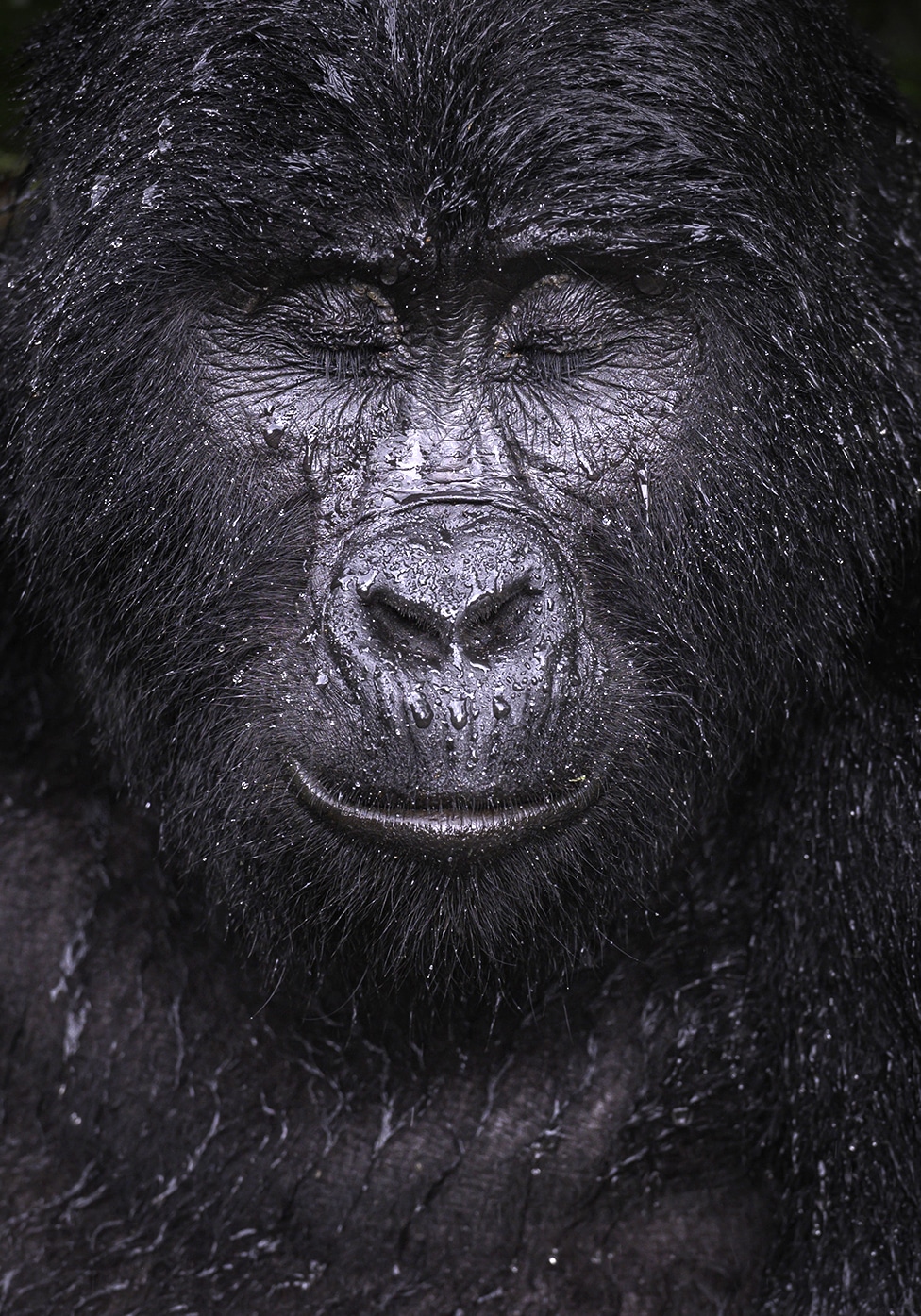 Gorilla