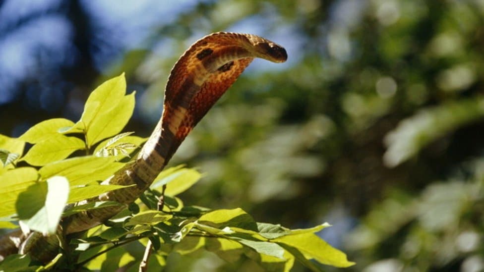 Indian spectacled cobra