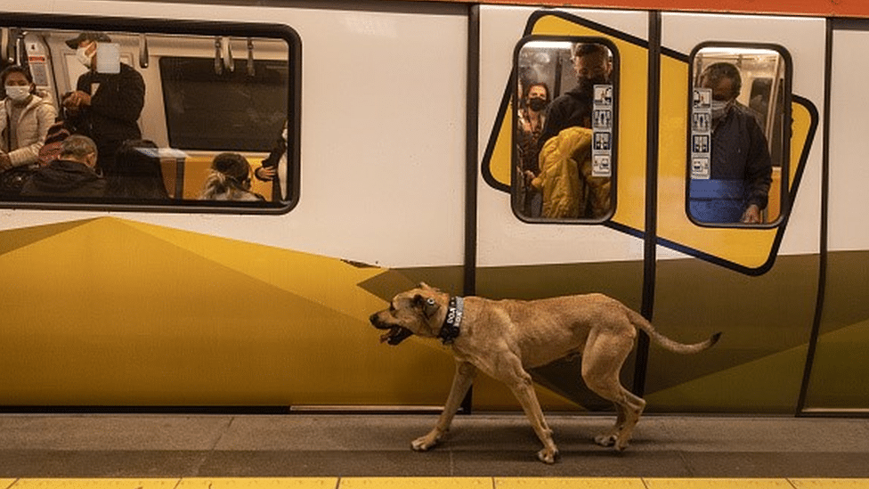 Boji the street dog walks on a subway platform in Istanbul