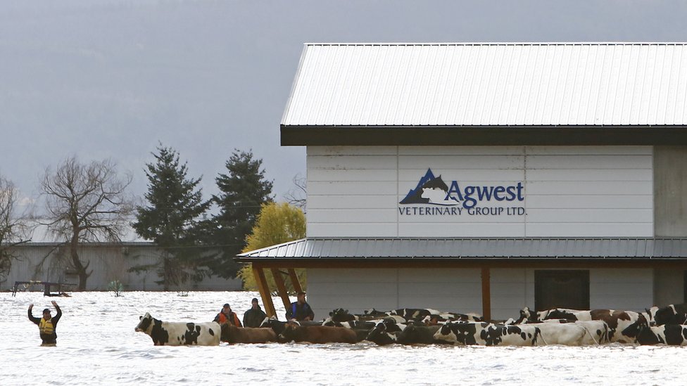 Stranded cattle are seen during a community rescue operation after rainstorms caused flooding and landslides, in Abbotsford, British Columbia, Canada November 16, 2021