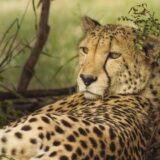 U Iranu ostalo samo 12 geparda 5