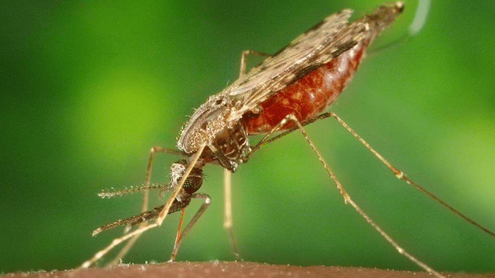 Anopheles mosquito