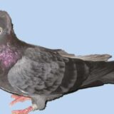 Kako je kragujevački golub koji je bio pred istrebljenjem sada evropski poznata ptica 1