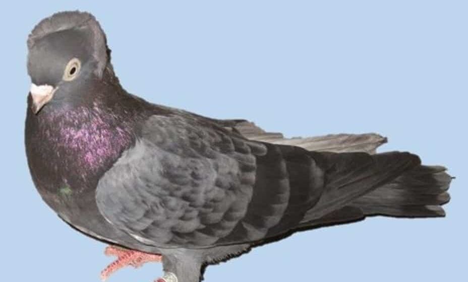 Kako je kragujevački golub koji je bio pred istrebljenjem sada evropski poznata ptica 1