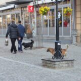 Problem napuštenih pasa u Vranju: "Koliko daju para za ujede pasa godišnje, mogu da naprave azil" 6