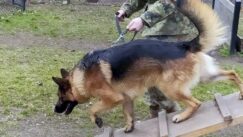 U niškoj kasarni “Knjaz Mihailo” u toku obuka pasa koji obezbeđuju vojne objekte 4