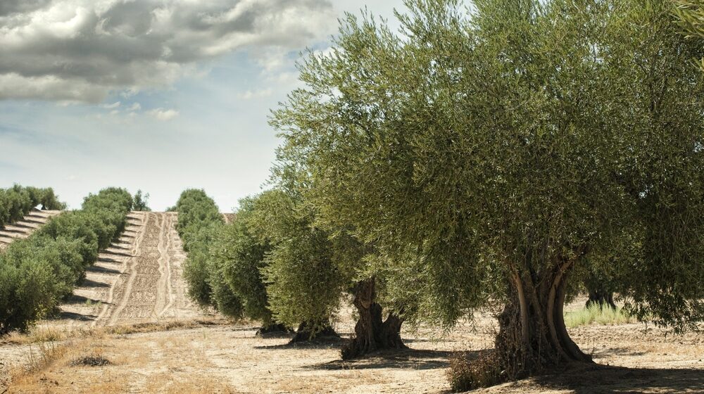 Vinogradi i maslinjaci na Mediteranu u opasnosti zbog dezertifikacije 1