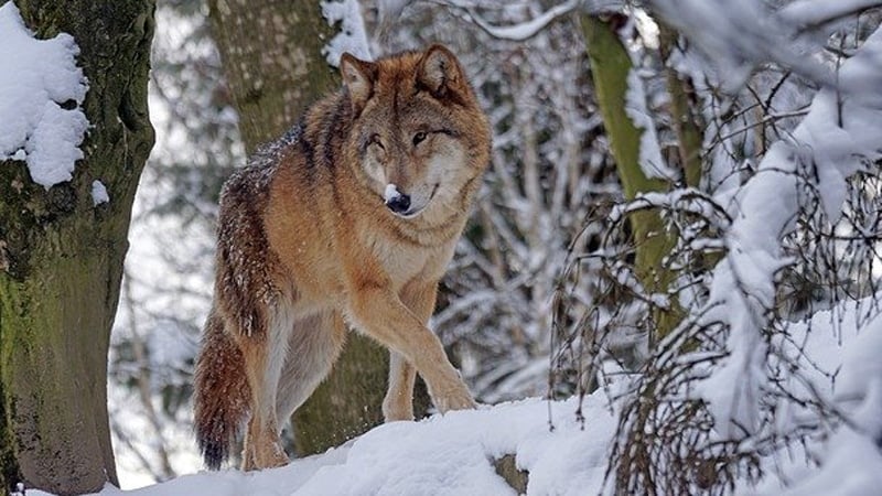 Zašto je zaštita vukova postala političko pitanje u Evropi? 1