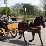 Deset konja na kragujevačkom hipodromu van životne opasnosti, uzorci hrane poslati na analizu 5