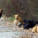 "Samo 20 odsto pasa na svetu imaju svoje vlasnike": U Šapcu regionalni seminar o problemima tih životinja 3