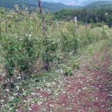 Uništeno voće i oštećeni seoski putevi u okolini Arilja 12