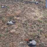 Šta se dešava sa sivim vranama i svrakama u Beogradu: Čudno ponašanje, ljudima se savetuje da im ne prilaze 4