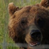 Medved napao grupu migranata na planini u BiH, teško su povređeni 6