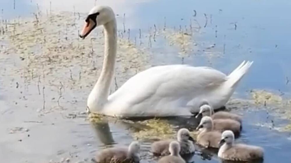 Tek kada su ljudi napustili zaječarsko jezero Sovinac, nastanila se usamljena porodica labudova 1