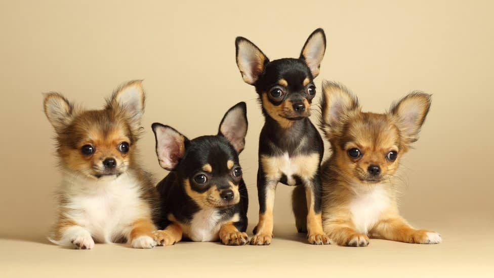 Chihuahuas