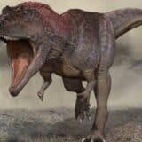 Dinosaurusi i nauka: Pronalazak koji nagoveštava zašto je Ti-reks imao male ruke 13