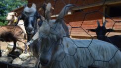 Kratkonoga krava buša, karakačanske ovce i balkanski magarac u Preobraženju kod Vranja 5
