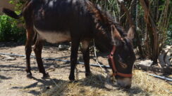 Kratkonoga krava buša, karakačanske ovce i balkanski magarac u Preobraženju kod Vranja 9