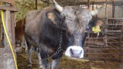 Kratkonoga krava buša, karakačanske ovce i balkanski magarac u Preobraženju kod Vranja 10
