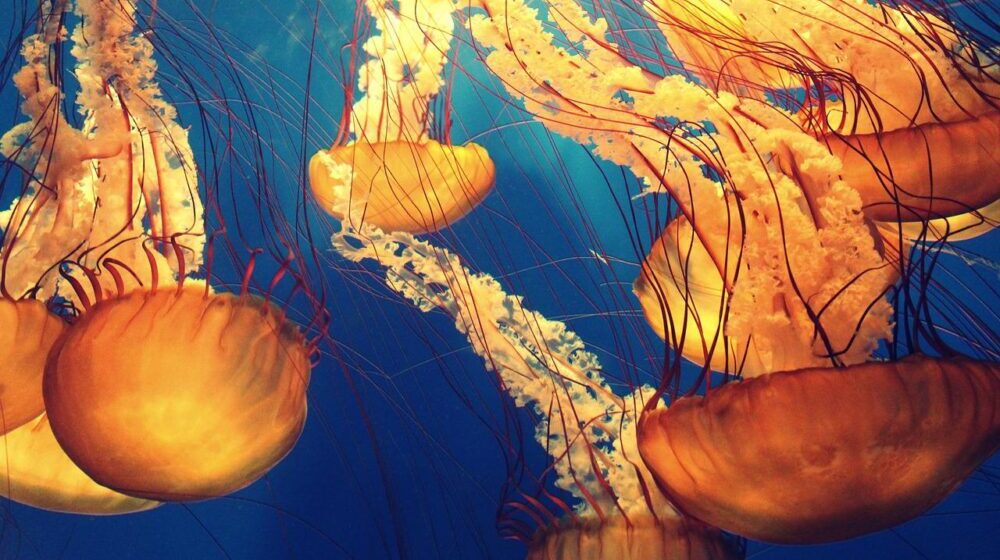 Jadransko primorje preplavljeno meduzama: Šta ne bi trebalo raditi prilikom susreta sa njima? 1