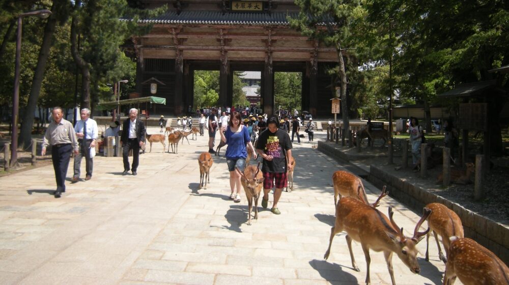 Nara (1): Hram na obodu svete šume 1
