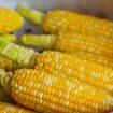Varga: Zbog toplotnih talasa u subotičkom ataru očekuje se manji prinos kukuruza 12