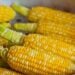 Varga: Zbog toplotnih talasa u subotičkom ataru očekuje se manji prinos kukuruza 11
