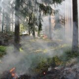 Subotica: Lokalizovan požar u Radanovačkoj šumi 5