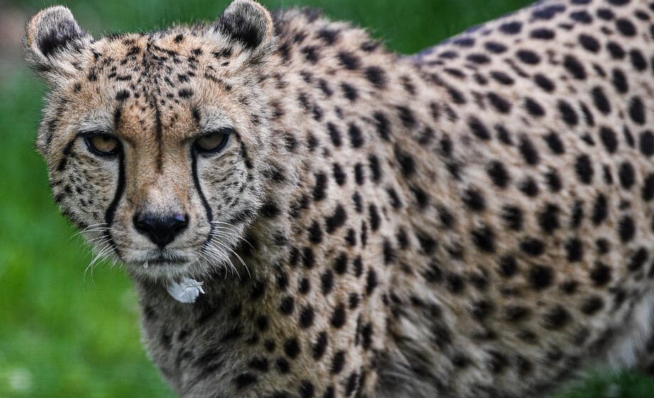 Divlji gepardi vraćaju se u Indiju prvi put od 1952. godine 1