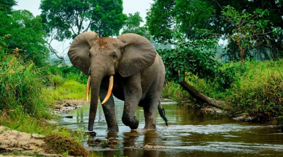 Šumski slon se nalazi širom centralnoafričke prašume, gde ometa rast vegetacije