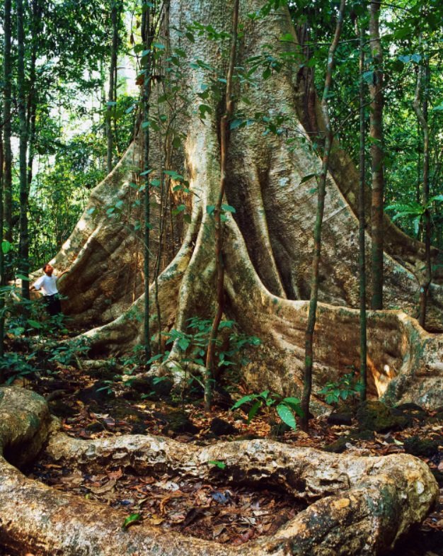 Dok se probijaju kroz šumu, slonovi jedu i gnječe manje drveće, ostavljajući više prostora većem drveću za rast i skladištenje ugljenika