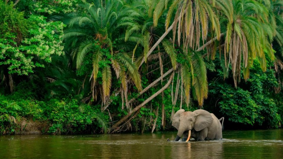 Kvantifikujući ugljenik koji šumski slon izdvaja tokom svakodnevnog života, istraživači se nadaju da mogu pomoći u njihovom očuvanju