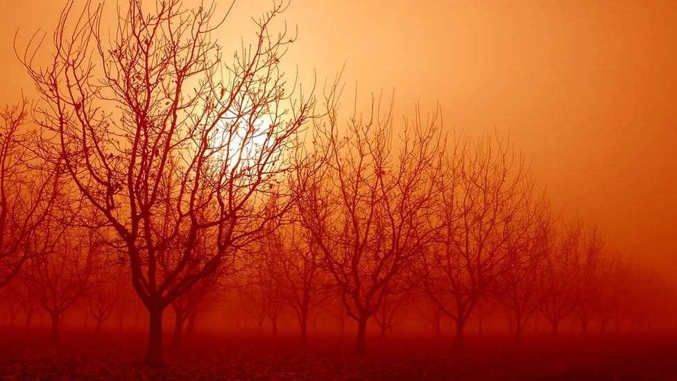 Očekuje se da će klimatske promene doneti još ekstremnije toplotne talase, a čak i svega nekoliko sati visokih temperatura dovoljni su da nanesu nepopravljivu štetu polenu