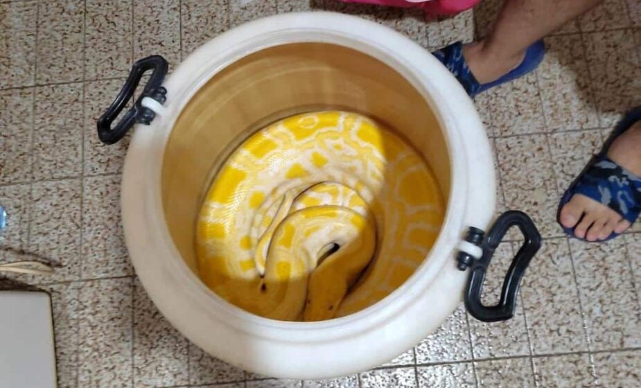 Krivične prijave zbog nedozvoljene trgovine i ubijanja životinja: U Lazarevcu držao zaštićenu vrstu zmije, sumnja se da je prodao mladunče afričkog lava 1