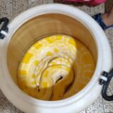 Krivične prijave zbog nedozvoljene trgovine i ubijanja životinja: U Lazarevcu držao zaštićenu vrstu zmije, sumnja se da je prodao mladunče afričkog lava 2
