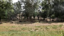 Zrenjanin: Suša se odrazila i na stočarstvo, stadima potrebna prihrana 3
