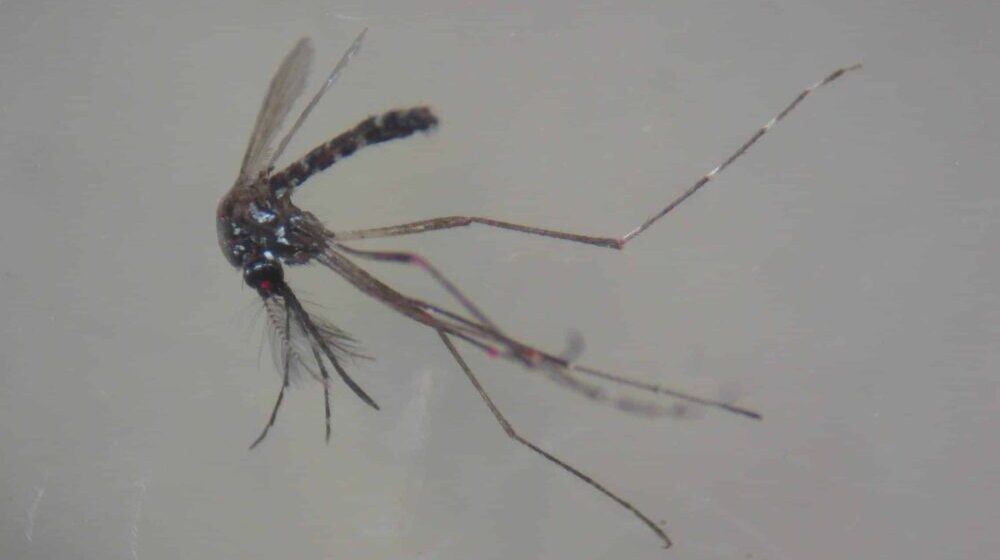 Profesor Biološkog fakulteta: Ove godine komarci se pojavili ranije, a njihov broj će rasti do kraja juna 1