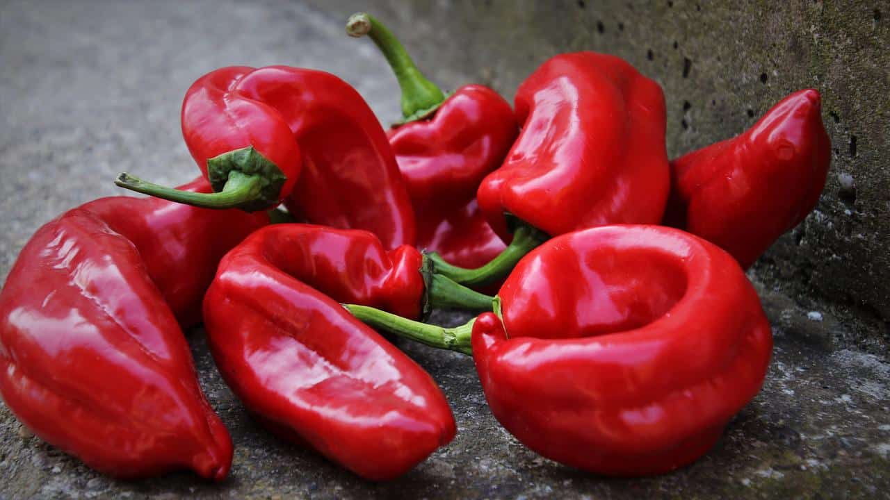 Paprika - povrće za 365 dana: Petnaest ukusnih specijaliteta (RECEPTI) 2