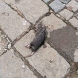 Uginuli pacovi na ulicama u centru Vranja 8