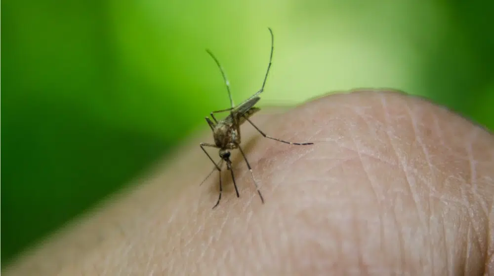 Šta je čikungunja, virusno oboljenje koje vam mogu preneti zaraženi komarci 1