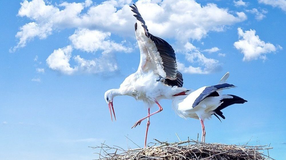 WWF objavila Nacionalni izveštaj o kažnjivim delima protiv divljih vrsta u Srbiji: Koji su najčešći predmeti sankcionisanja? 1