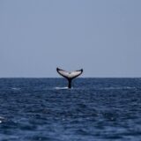 U Australiji 14 kitova ulješara pronađeno nasukano na obalu 9
