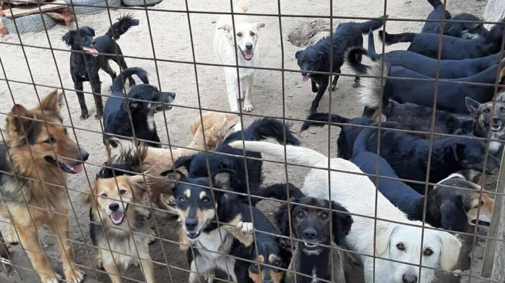 Brutalno mučenje pasa u Subotici: Volonteri koji spasavaju pse upozoravaju da bolje žive životinje na ulici od onih u dvorištima 1