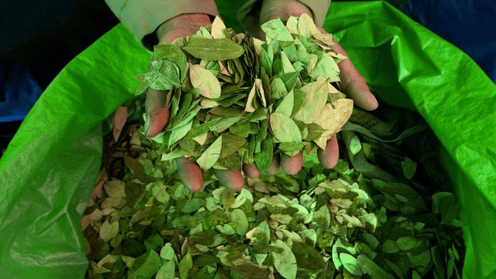 Coca leaves