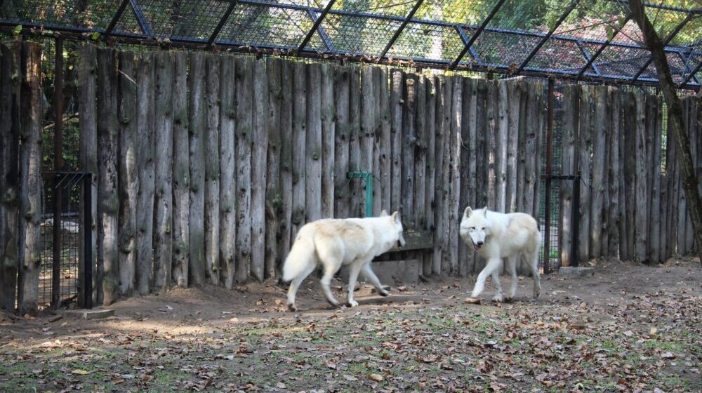 Arktički vukovi novi stanovnici Zoološkog vrta na Paliću 1