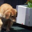 Masovne eutanazije u "logoru za pse": Kako je na hiljade pasa izgubilo život u prihvatilištu u Požegi? 16