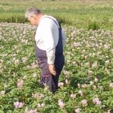 Kakav je taraški krompir koji je proslavio selo pored Zrenjanina i zbog čega nestaje 10